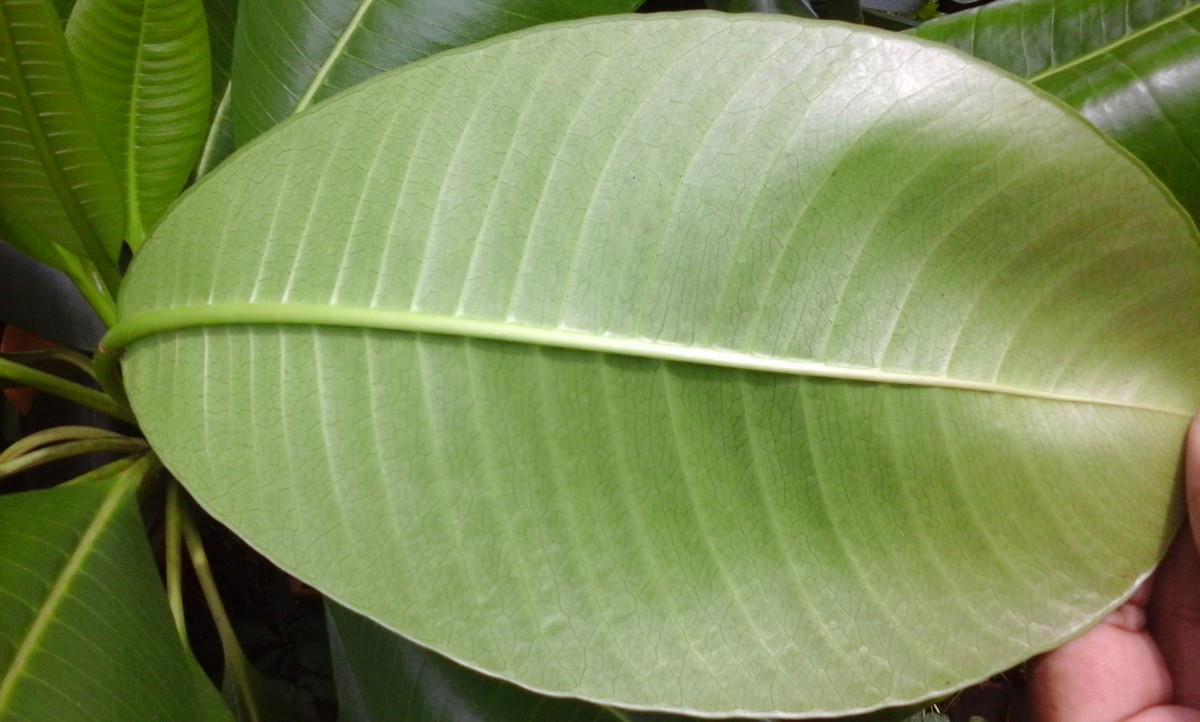 Ochrosia oppositifolia (Lam.) K.Schum.